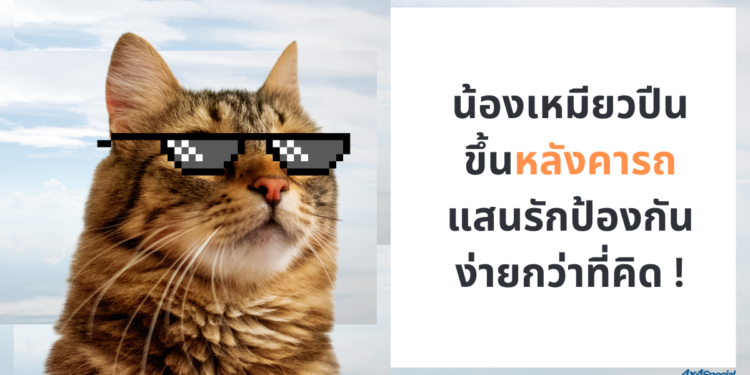 5 วิธีป้องกันไม่ให้น้องเหมียว ปีนป่าย รถยนต์ของเรา